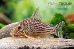 Sterbas Panzerwels, Corydoras Sterbai