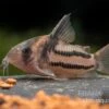 Corydoras Aff. Bifasciatus CW 127 "Super Parallelus" 2 Corydoras Aff. Bifasciatus CW 127 "Super Parallelus" -Zoohandlung Corydorus aff bifasciatus CW 127 Super Parallelus