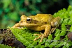 Costa Rica-Maskenlaubfrosch, Smilisca Phaeota