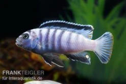 Sechsstreifen-Tilapia, Cynotilapia Afra "Jalo Reef", DNZ 9 Sechsstreifen-Tilapia, Cynotilapia Afra "Jalo Reef", DNZ -Zoohandlung Cynotilapia afra 2