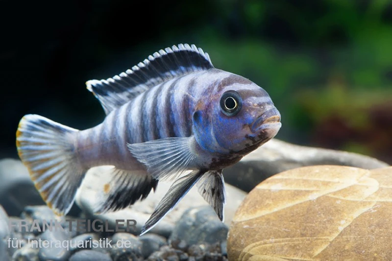 Sechsstreifen-Tilapia, Cynotilapia Afra "Jalo Reef", DNZ 4 Sechsstreifen-Tilapia, Cynotilapia Afra "Jalo Reef", DNZ – Bild 2