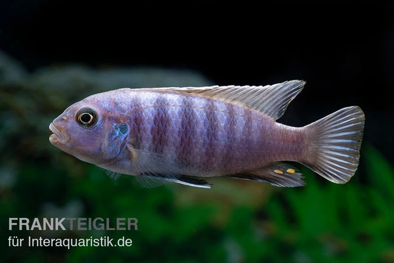 Axelrods Zwergmaulbrüter, Cynotilapia Axelrodi 3 Axelrods Zwergmaulbrüter, Cynotilapia Axelrodi
