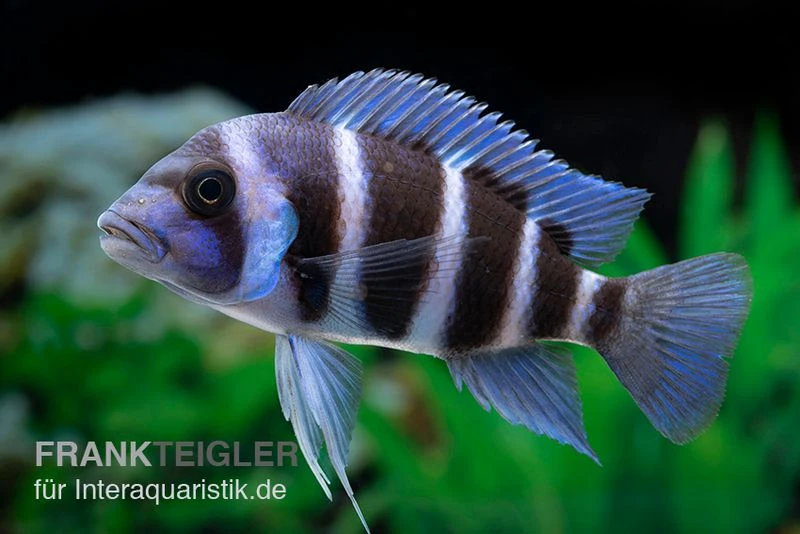 Beulenkopfcichlide Blue Zaire Mboba, Cyphotilapia Frontosa Blue Zaire Mboba 2 Beulenkopfcichlide Blue Zaire Mboba, Cyphotilapia Frontosa Blue Zaire Mboba