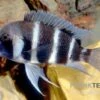 Beulenkopf-Cichlide Blue Mpimbwe, Cyphotilapia Frontosa Blue Mpimbwe 1 Beulenkopf-Cichlide Blue Mpimbwe, Cyphotilapia Frontosa Blue Mpimbwe -Zoohandlung Cyphotilapia frontosa Mpimbwe