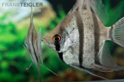 Zoohandlung -Zoohandlung Dantum Skalar Pterophyllum altum x scalare 2