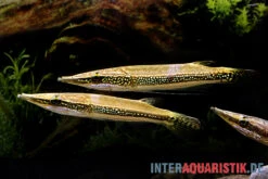 Diamant-Hechtkopf, Luciocephalus Aura