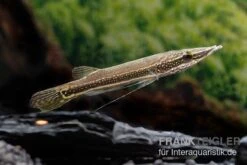 Diamant-Hechtkopf, Luciocephalus Aura -Zoohandlung Diamant Hechtkopf Luciocephalus aura neu 2