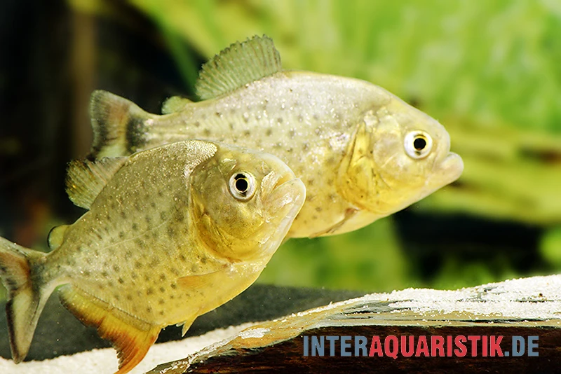 Diamant-Piranha, Pygocentrus Ternetzi 3 Diamant-Piranha, Pygocentrus Ternetzi