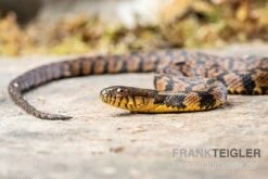 Diamant-Schwimmnatter, Nerodia Rhombifer -Zoohandlung Diamant Schwimmnatter Nerodia rhombifer 3