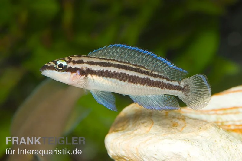 Dickfelds Schlankcichlide, Julidochromis Dickfeldi 3 Dickfelds Schlankcichlide, Julidochromis Dickfeldi