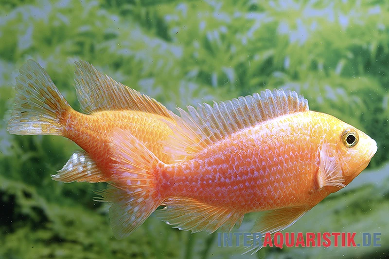 Drachenblut-Kaiserbuntbarsch, Aulonocara Spec. Dragon Blood 4 Drachenblut-Kaiserbuntbarsch, Aulonocara Spec. Dragon Blood – Bild 2