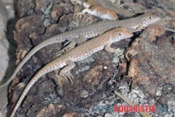 Dumérils Fransenfingereidechse, Acanthodactylus Scutellatus -Zoohandlung Dumerils Fransenfingereidechse Acanthodactylus scutellatus 3