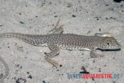Dumérils Fransenfingereidechse, Acanthodactylus Scutellatus -Zoohandlung Dumerils Fransenfingereidechse Acanthodactylus scutellatus 4