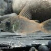 Einfarbiger Panzerwels, Corydoras Concolor