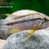 Elisabeth’s Zwergbuntbarsch, Apistogramma Elizabethae -Zoohandlung Elisabeths Zwergbuntbarsch Apistogramma elizabethae neu