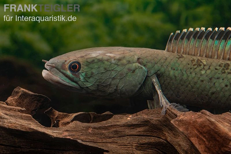 Emerald Green Schlangenkopf, Channa Sp. „Emerald Green“ 4 Emerald Green Schlangenkopf, Channa Sp. „Emerald Green“ – Bild 2