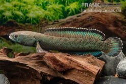 Emerald Green Schlangenkopf, Channa Sp. „Emerald Green“ 8 Emerald Green Schlangenkopf, Channa Sp. „Emerald Green“ -Zoohandlung Emerald Green Schlangenkopf Channa sp Emerald Green 3