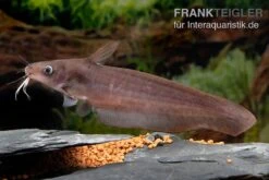 Equinus-Korallenwels, Neosilurus Equinus