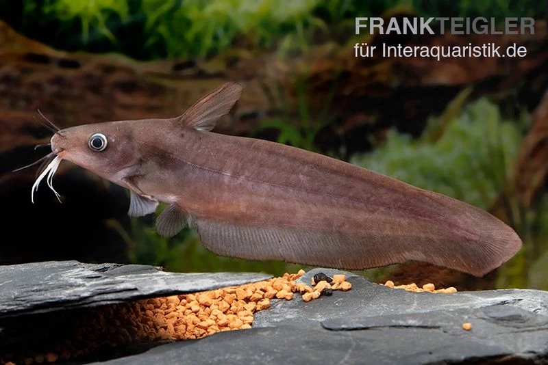 Equinus-Korallenwels, Neosilurus Equinus 3 Equinus-Korallenwels, Neosilurus Equinus