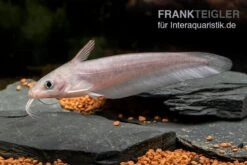 Equinus-Korallenwels, Neosilurus Equinus 14 Equinus-Korallenwels, Neosilurus Equinus -Zoohandlung Equinus Korallenwels Neosilurus equinus 4