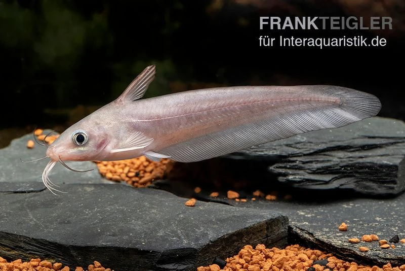 Equinus-Korallenwels, Neosilurus Equinus 6 Equinus-Korallenwels, Neosilurus Equinus – Bild 4