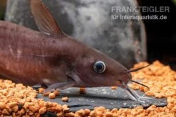 Equinus-Korallenwels, Neosilurus Equinus 16 Equinus-Korallenwels, Neosilurus Equinus -Zoohandlung Equinus Korallenwels Neosilurus equinus 6