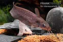 Equinus-Korallenwels, Neosilurus Equinus 17 Equinus-Korallenwels, Neosilurus Equinus -Zoohandlung Equinus Korallenwels Neosilurus equinus 7