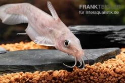 Equinus-Korallenwels, Neosilurus Equinus 18 Equinus-Korallenwels, Neosilurus Equinus -Zoohandlung Equinus Korallenwels Neosilurus equinus 8