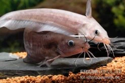 Equinus-Korallenwels, Neosilurus Equinus 19 Equinus-Korallenwels, Neosilurus Equinus -Zoohandlung Equinus Korallenwels Neosilurus equinus 9