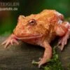 Erdbeer-Pacman-Frog, Ceratophrys Cranwelli Strawberry 1 Erdbeer-Pacman-Frog, Ceratophrys Cranwelli Strawberry -Zoohandlung Erdbeer Pacman Frog Ceratophrys cranwelli strawberry 01