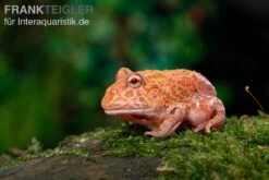 Erdbeer-Pacman-Frog, Ceratophrys Cranwelli Strawberry -Zoohandlung Erdbeer Pacman Frog Ceratophrys cranwelli strawberry 03