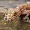 Fächerfingergecko, Ptyodactylus Ragazzi -Zoohandlung Faecherfingergecko Ptyodactylus ragazzi 1