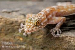 Fächerfingergecko, Ptyodactylus Ragazzi