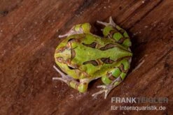 Fantasy Pacman Frog Grün, Ceratophrys Cornuta X Ceratophrys Cranwelli 7 Fantasy Pacman Frog Grün, Ceratophrys Cornuta X Ceratophrys Cranwelli -Zoohandlung Fantasy Pacman Frog gruen C cornuta x C cranwelli 03