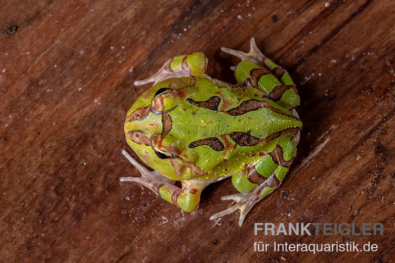 Fantasy Pacman Frog Grün, Ceratophrys Cornuta X Ceratophrys Cranwelli 5 Fantasy Pacman Frog Grün, Ceratophrys Cornuta X Ceratophrys Cranwelli – Bild 3