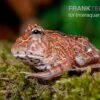 Fantasy Pacman Frog Rot, Ceratophrys Cornuta X Ceratophrys Cranwelli 2 Fantasy Pacman Frog Rot, Ceratophrys Cornuta X Ceratophrys Cranwelli -Zoohandlung Fantasy Pacman Frog rot C cornuta x C cranwelli 01