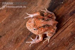 Fantasy Pacman Frog Rot, Ceratophrys Cornuta X Ceratophrys Cranwelli -Zoohandlung Fantasy Pacman Frog rot C cornuta x C cranwelli 03