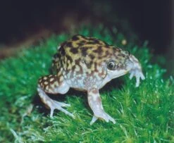Ferkelfrosch, Hemisus Marmoratus -Zoohandlung Ferkelfrosch Hemisus marmoratus