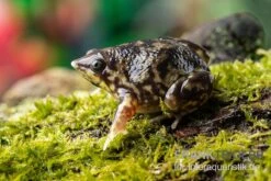Ferkelfrosch, Hemisus Marmoratus -Zoohandlung Ferkelfrosch Hemisus marmoratus neu 3
