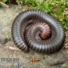Firehead-Millipede, Spirostreptus Servatius -Zoohandlung Firehead Millipede