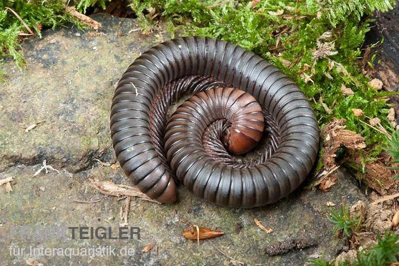 Firehead-Millipede, Spirostreptus Servatius 3 Firehead-Millipede, Spirostreptus Servatius