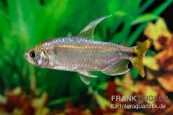 Flammenkongosalmler, Alestopetersius Nigropterus -Zoohandlung Flammenkongosalmler Alestopetersius nigropterus 2 1