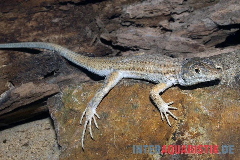 Franseneidechse, Acanthodactylus Boskianus 4 Franseneidechse, Acanthodactylus Boskianus – Bild 2