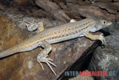 Franseneidechse, Acanthodactylus Boskianus 7 Franseneidechse, Acanthodactylus Boskianus -Zoohandlung Franseneidechse Acanthodactylus boskianus 3
