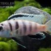 Fsh Perlosi, Hybride Aus Pseudotropheus/Labidochromis, DNZ -Zoohandlung Fsh perlosi