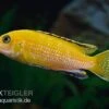 Goldener Fsh Perlosi, Fsh Perlosi Gold -Zoohandlung Fsh perlosi Gold 3