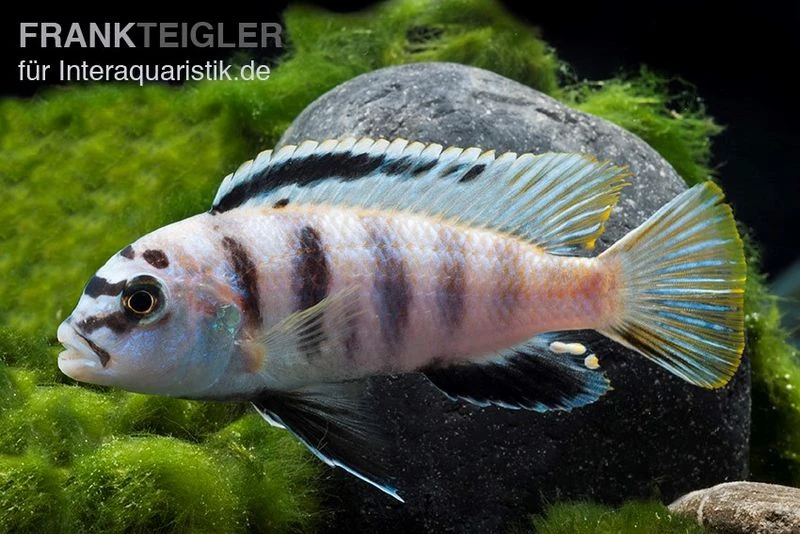 Fsh Perlosi, Hybride Aus Pseudotropheus/Labidochromis, DNZ 3 Fsh Perlosi, Hybride Aus Pseudotropheus/Labidochromis, DNZ