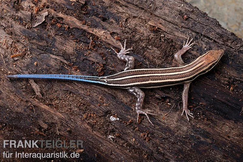 Fünfstreifenskink, Trachylepis Quinquetaeniata 4 Fünfstreifenskink, Trachylepis Quinquetaeniata – Bild 2