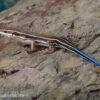 Fünfstreifenskink, Trachylepis Quinquetaeniata -Zoohandlung Fuenfstreifenskink Trachylepis quinquetaeniata 2 neu jpg