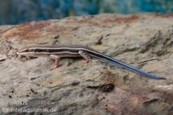 Fünfstreifenskink, Trachylepis Quinquetaeniata 13 Fünfstreifenskink, Trachylepis Quinquetaeniata -Zoohandlung Fuenfstreifenskink Trachylepis quinquetaeniata 3 neu jpg